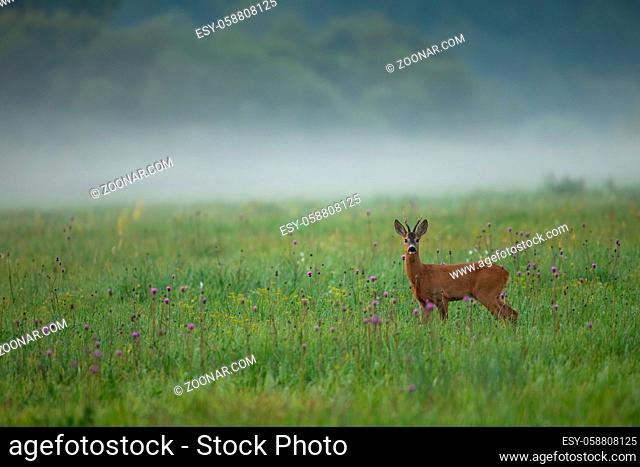Roe deer, capreolus capreolus, standing on meadow in summer foggy nature. Roebuck looking on flower field in cold morning weather with mist behind