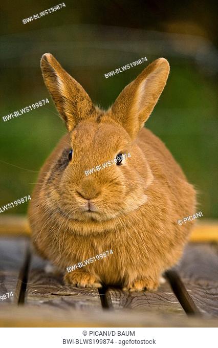 dwarf rabbit Oryctolagus cuniculus f. domestica, red dwarf rabbit sitting on wooden boards