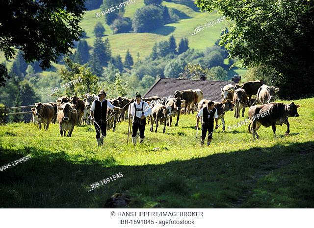 Almabtrieb, cattle drive, Viehscheid, sorting of cattle in Pfronten, Ostallgaeu, Allgaeu, Swabia, Bavaria, Germany, Europe