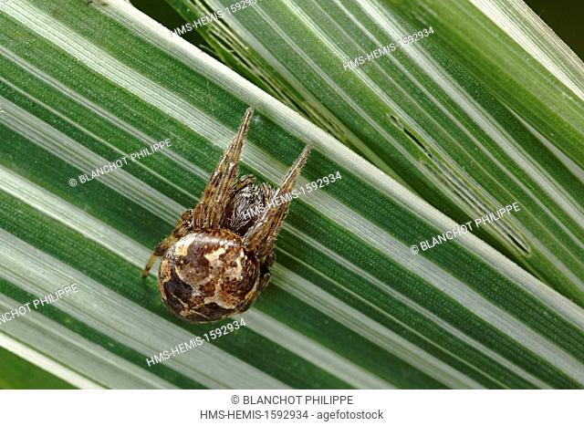 France, Araneae, Araneidae, Gorse orbweaver (Agalenatea redii), young male