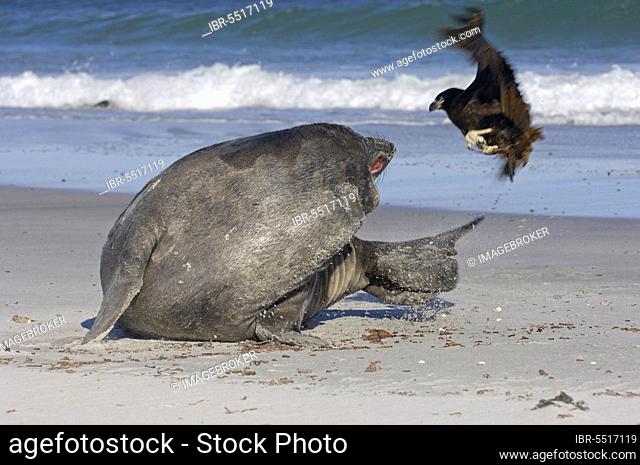 Southern elephant seal, southern elephant seals (Mirounga leonina), Marine mammals, Predators, Seals, Mammals, Animals, Southern elephant-seal pup