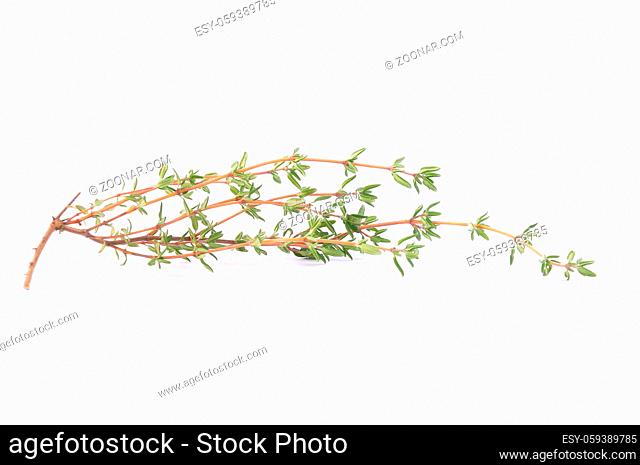Thymian auf weiss - Thymus stems on white