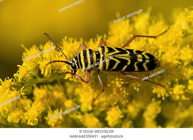 Locust Borer on Goldenrod (Megacyllene robiniae) grooming leg; polllinate; PA, Philadelphia