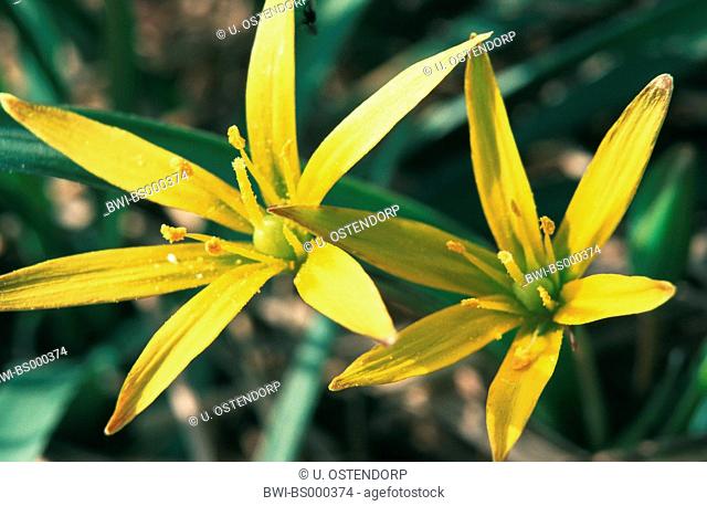 hairy star-of-Bethlehem (Gagea villosa, Gagea arvensis), flowers, Germany, Mescherin