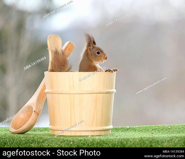 red squirrel is standing in an sauna wooden barrel with scoop