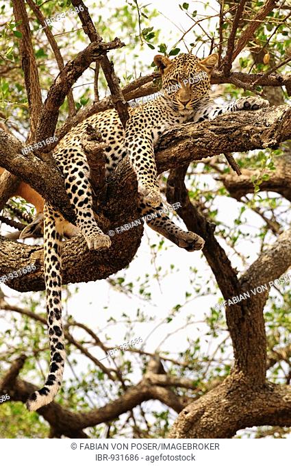 Leopard (Panthera pardus) in a tree, near Seronera, Serengeti National Park, Tanzania, Africa