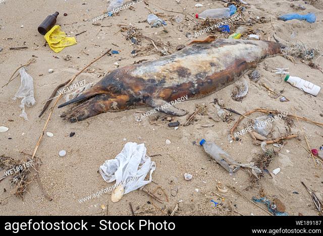 Dolphin thrown out by the waves lies on the beach is surrounded by plastic garbage. Bottles, bags and other plastic debris near is dead dolphin on sandy beach