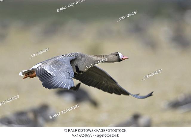 Greater White-fronted Goose / Blaessgans ( Anser albifrons ), in flight, taking off from a resting flock of geese feeding on a field, wildlife, Europe