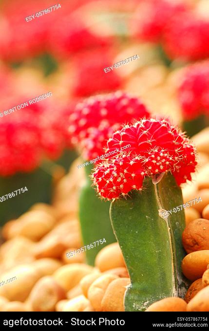 colorful cactus, close up image of rows of cute colorful miniature cactus