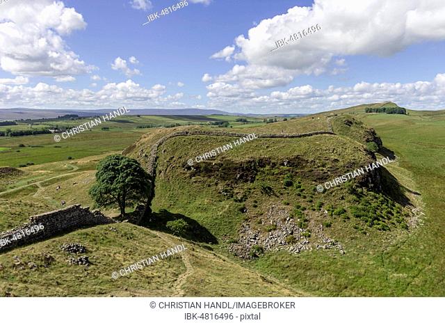 Sycamore Gap, Henshaw, Hadrianswall, England, United Kingdom