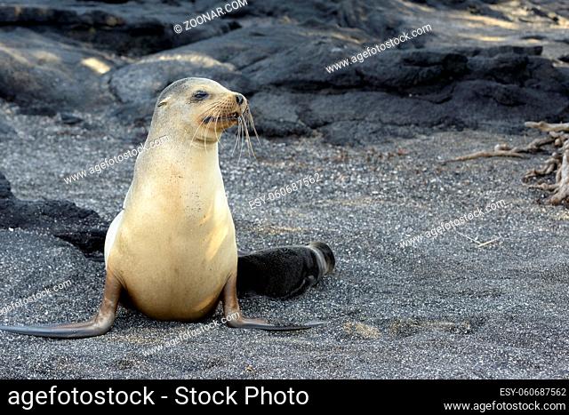 Galapagos sea lion female with pup, Punta Espinosa, Fernandina Island, Galapagos Islands, Ecuador