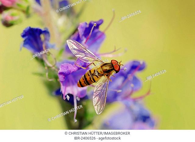 Marmalade Hoverfly (Episyrphus balteatus), North Rhine-Westphalia, Germany, Europe