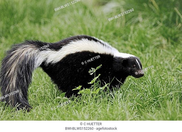 striped skunk Mephitis mephitis, walking on a meadow