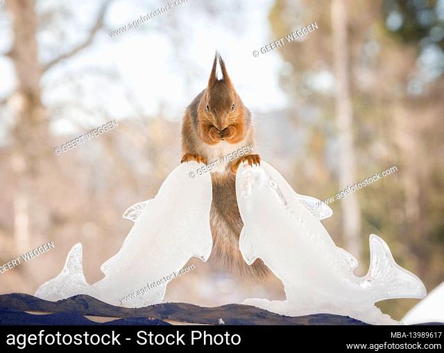 squirrel is standing on ice fishes