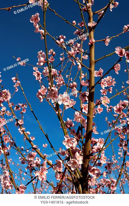 Flowers on a branch of nectarine tree, LLeida, Spain