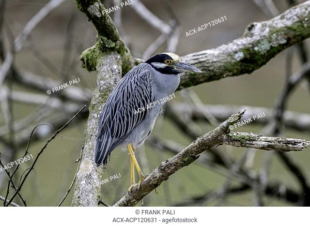 The Yellow-crowned Night-Heron is a crustacean-feeding specialist whose diet consists mostly of crabs in coastal areas and crayfish in inland areas
