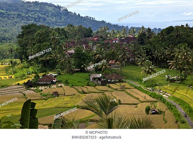 a rural village nestled amongst rice terraces and coconut palms, Indonesia, Bali