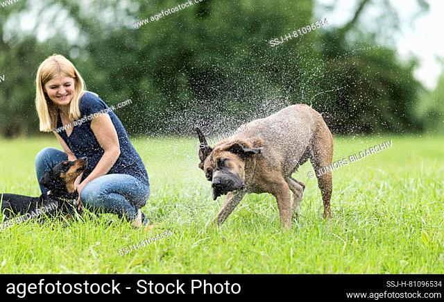 Cane Corso. An adult dog is shaking next to a woman in a garden. Germany