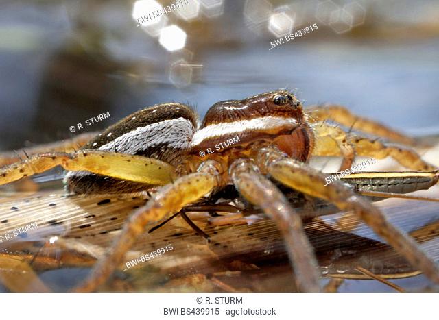 fimbriate fishing spider (Dolomedes fimbriatus), has caught a pond skater, Germany, Bavaria, Niederbayern, Lower Bavaria