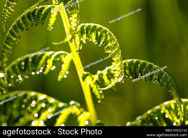 Fern sprout with dew drops