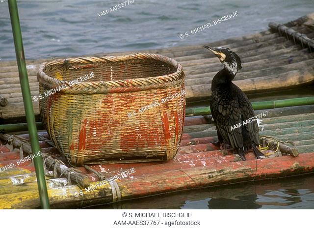 Cormorant - fishing bird (Phalacrocorax carbo) Li River - Guilin, China
