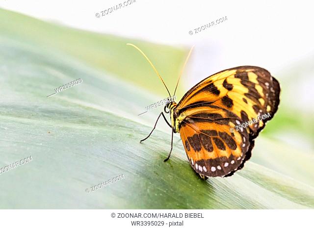 Tropischer Schmetterling (Eueides isabella)
