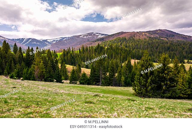 spruce forests on grassy slopes in springtime. beautiful landscape of Carpathian mountain on overcast day. Location - valley of Pylypets village, TransCarpathia