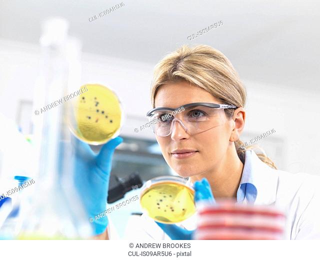 Female technician viewing agar (culture medium) plates with bacteria in a laboratory