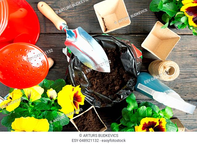 Gardening tools and pansy plant on dark wooden background. Planting spring pansy flower in garden. Spring garden work concept