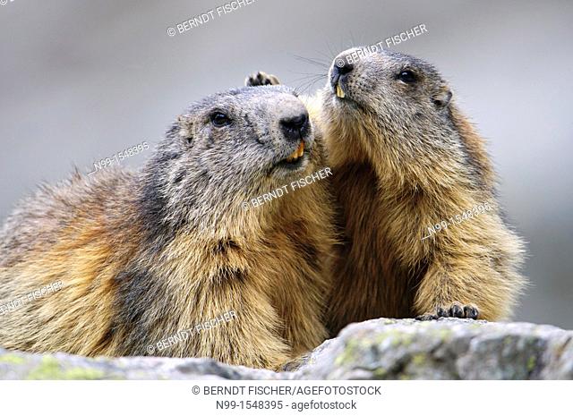 Marmot Marmota marmota, couple, adult and juvenile, National Park des Ecrins, Alps, France