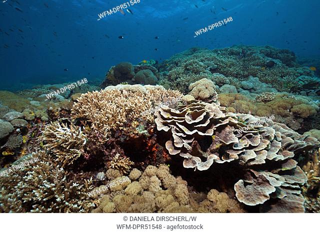Healthy Reef of Hard Corals, Nusa Penida, Bali, Indonesia