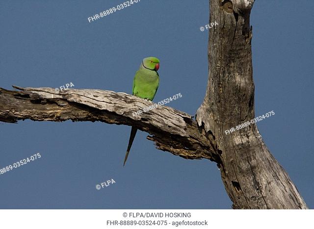 Rose ringed Parakeet - Sri Lanka