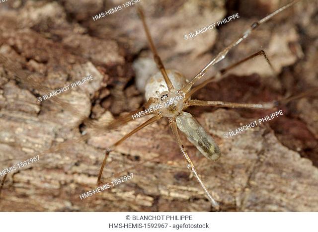France, Araneae, Pholcidae, Daddy longlegs (Pholcus phalangioides), female with egg sac