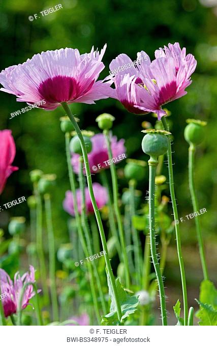 opium poppy (Papaver somniferum), with flowers and immature fruits