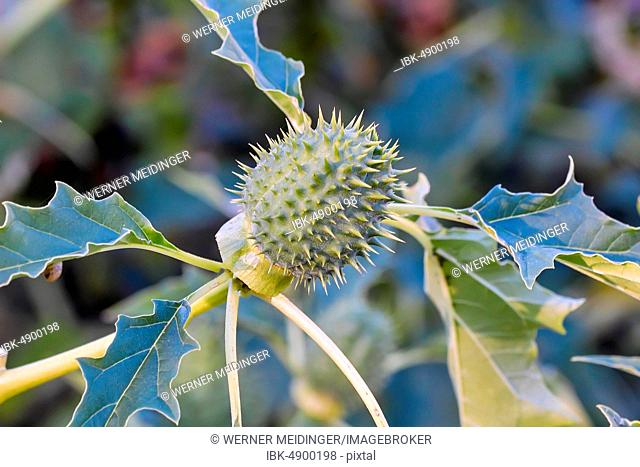 Jimson Weed (Datura stramonium), unripe seed capsule, Bavaria, Germany