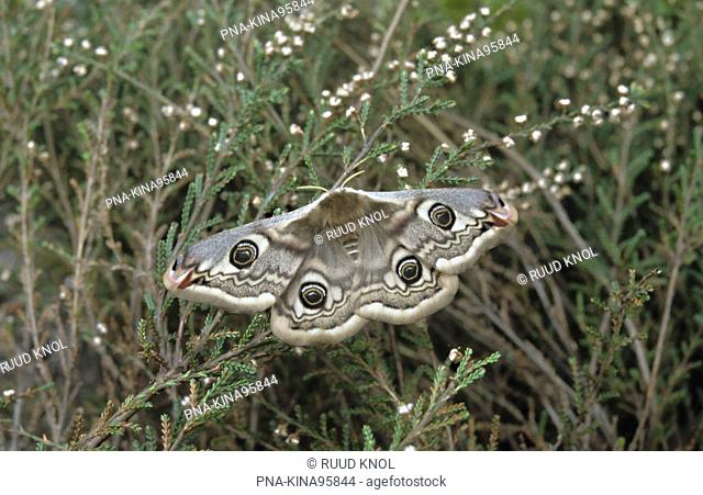 Emperor Moth Saturnia pavonia - Leemputten Staverden, Staverden, Veluwe, Guelders, The Netherlands, Holland, Europe