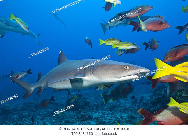 Grey Reef Shark, Carcharhinus amblyrhynchos, Tahiti, French Polynesia