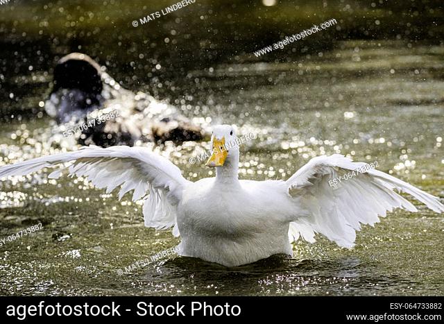 Domestic duck raising up and flapping her wings, Södermanland, Sweden