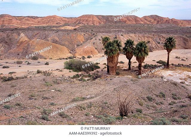 17 Palm Oasis, CA Fan Palm (Washingtonia filifera) Anza Borrego Desert SP, CA California