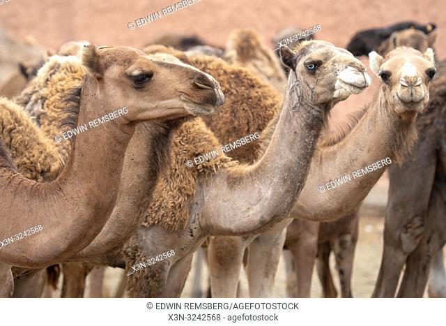 Herds of camels (Camelus) awaiting sale at the Guelmim camel market, Guelmim, Guelmim province, Morocco
