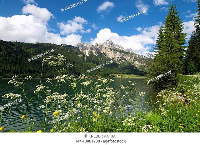 Allgaeu, Allgäu, Bavaria, Germany, waste dump lake, lake view, bullfinch, red Flüh, Tannheimer valley, Allgäu, Tyrol, Austria, meadow chervil