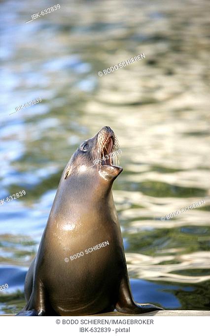 Seal (Pinnipedia) calling out, barking