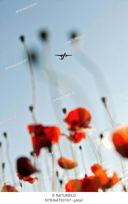 Airplane over field of poppies