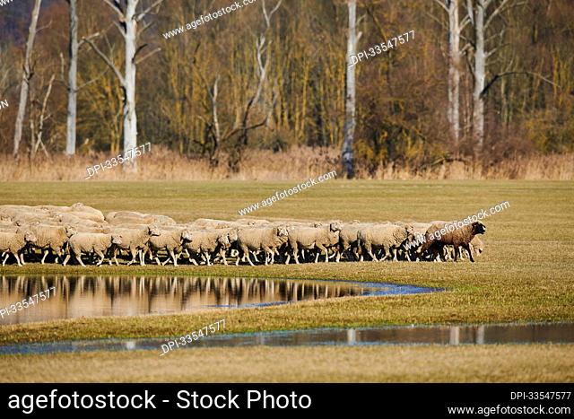 A brown sheep (Ovis aries) leading the flock walking on a meadow with water puddles; Upper Palatinate, Bavaria, Germany