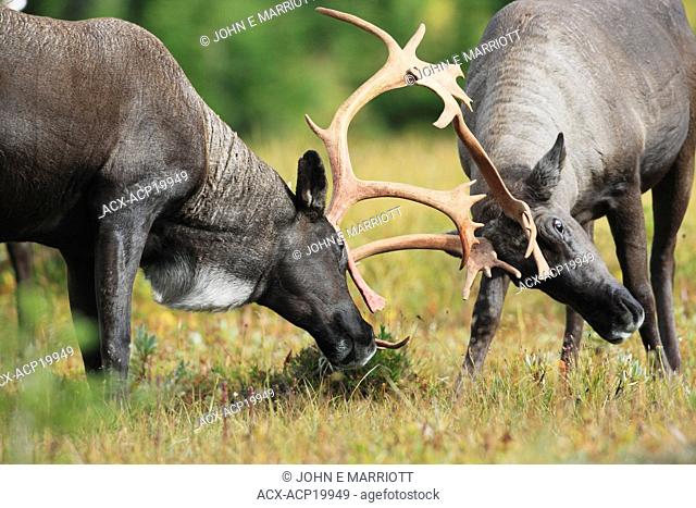 Woodland caribou bulls with full racks of antlers fighting during the autumn rut, Western Canada