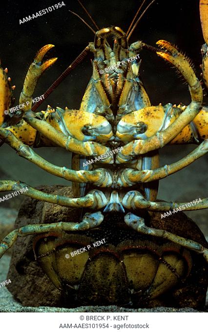 American Lobster (Homarus americanus) female with eggs on swimmerets
