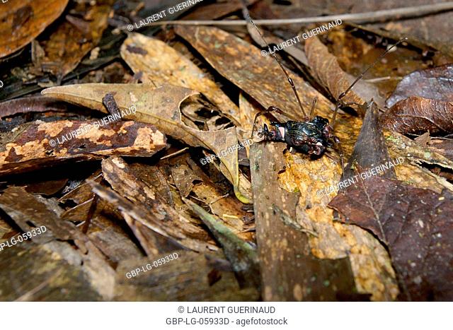 Beetle, Serra do Mar State park, Núcleo Santa Virgínia, São Paulo, Brazil