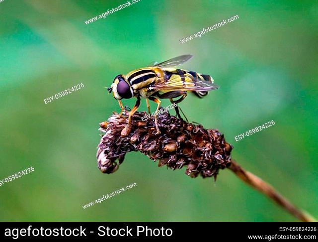 A close-up of a hover fly, fly on a plant