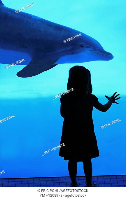 Girl watching bottlenose dolphins - Texas State Aquarium, Corpus Christi, Texas