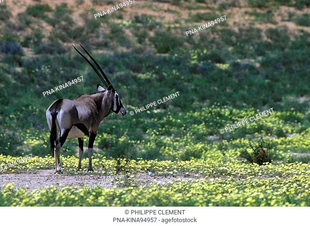 Gemsbok Oryx gazella gazella - Kgalagadi Transfrontier Park, Kalahari Desert, South Africa, Africa